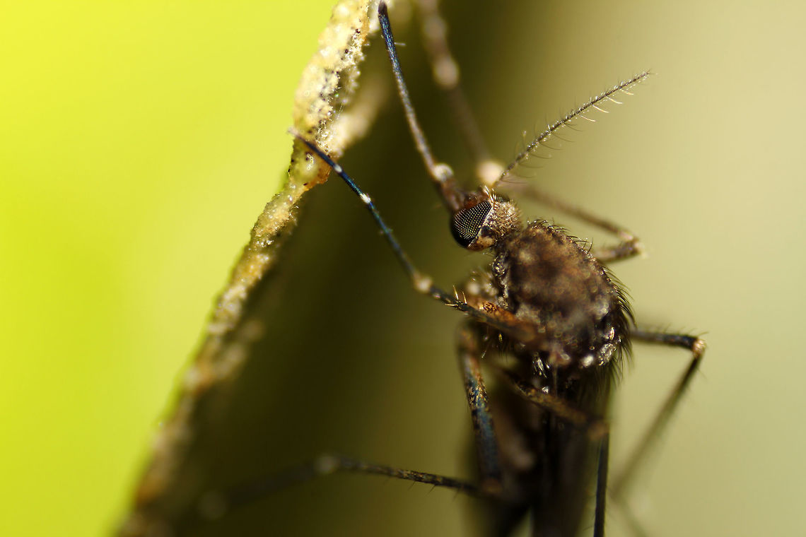 Up close! AEDES AEGYPTI<br />
<br />
It is easy to identify the female from the male of this species of mosquitoes. The one in this image is a female, as it has thorny antennae as opposed to feathery antennae of its male counterpart.<br />
<br />
It is the female of this species that is after your tasty blood, similar to the other species of Mosquitoes. Aedes aegypti,Bangalore,Dengue,Geotagged,India,bite,blood sucker,insect,mosquito