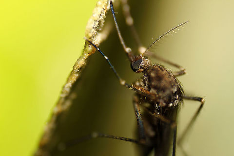 Up close! AEDES AEGYPTI

It is easy to identify the female from the male of this species of mosquitoes. The one in this image is a female, as it has thorny antennae as opposed to feathery antennae of its male counterpart.

It is the female of this species that is after your tasty blood, similar to the other species of Mosquitoes. Aedes aegypti,Bangalore,Dengue,Geotagged,India,bite,blood sucker,insect,mosquito