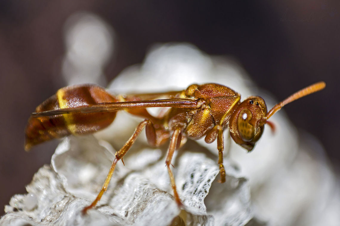 Need more paper.. Ropalidia Marginata - is an Old World species of Paper Wasp found in Pakistan, Peninsular India, Sri Lanka, South-east Asia, and Australia.<br />
<br />
This species is quite unique because they are an all female workers that protect a Queen, while their male counter-parts only eat and mate when they have to. It is hard to distinguish between a Male and a Female wasp of this species, and usually the females are more in numbers than males. The nests of most true paper wasps are characterized by having open combs with cells for brood rearing, and a 'petiole', or constricted stalk, that anchors the nest. Paper wasps secrete a chemical which repels ants, which they spread around the base of the anchor to prevent the loss of eggs or brood.<br />
<br />
The life of these Wasps is quite interesting to read and understand about. Here's a link to read more on them: <a href="https://en.wikipedia.org/wiki/Ropalidia_marginata" rel="nofollow">https://en.wikipedia.org/wiki/Ropalidia_marginata</a><br />
<br />
I shot this image at the comfort of my doorstep, as they have built their nest right outside my door, on a wall; at the distance of only two steps. Although things could get nasty if they feel threatened, I have so far taken my chances to get as close as possible to these amazing creatures. I hope they don't get mad at me getting too close to their faces. It probably is not a great idea to let their colony grow in number, as I've read they pack a painful sting when things turn bad. Until I decide how to safely remove their nest, I might as well make some images at my risk. Bangalore,Geotagged,India,Indian wasp,Ropalidia marginata,Wasp,comb,fly,insect,pain,paper wasp,sting,wings