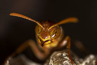 Have you heard of "sting operation"? Ropalidia Marginata - Indian Wasp - an Old World species of Paper Wasp.<br />
<br />
If I got any closer than this to them, things might get a bit too painful. Bangalore,Geotagged,India,Indian wasp,Ropalidia marginata,Summer,bite,comb,fly,insect,paper wasp,sting