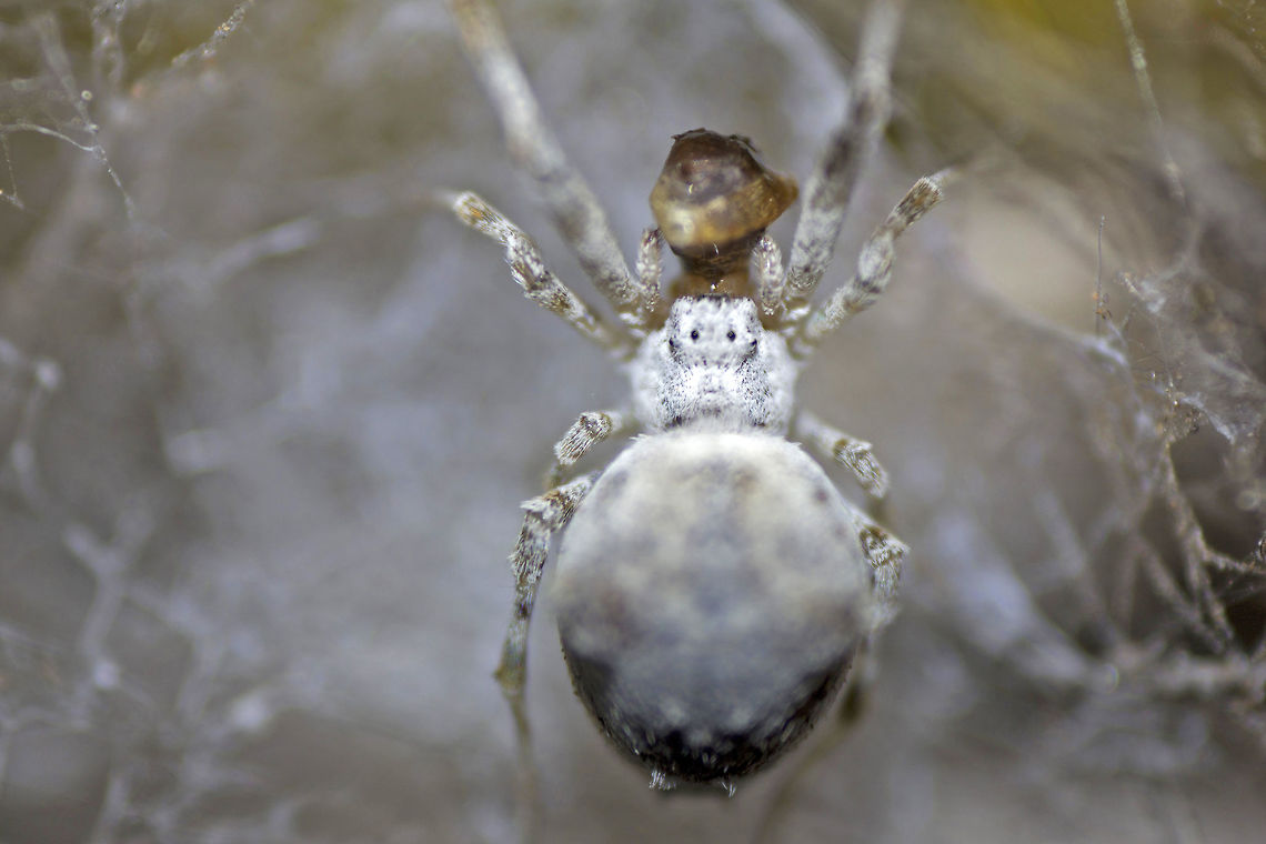 A happy meal.. White Orb Weaver Spider - With some research online, I could only find out the common name of this spider. However, I&#039;m not sure if it is the &quot;Eriovixia laglaisei&quot; species of Spiders.<br />
<br />
Can someone please confirm?<br />
<br />
Link:<br />
<a href="https://www.projectnoah.org/spottings/1164616017" rel="nofollow">https://www.projectnoah.org/spottings/1164616017</a><br />
<br />
NOTE: I&#039;m quite sure that the spider in my image is the same spider that can be seen in the link above. Bangalore,Geotagged,India,Summer,White orb weaver,arachnid,spider