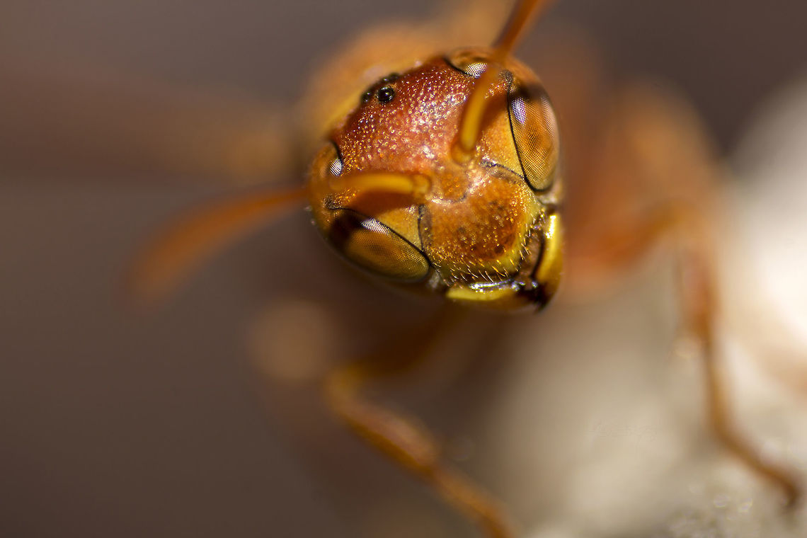 I'm here! What's your next wish? Ropalidia Marginata - Indian Wasp<br />
<br />
I couldn&#039;t help but upload this super macro of the Wasp because this is the only pic I had which displayed both the eyes and the distinctive black projections (total of three in the form of an equilateral triangle) on its head clearly. Bangalore,Geotagged,India,Indian Wasp,Ropalidia Marginata,Ropalidia marginata,Summer,bite,fly,insect,pain,sting