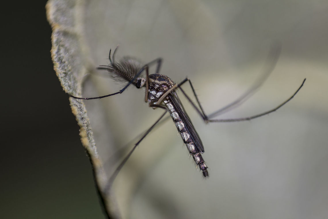 I've had a long day.. Anopheles - this genus of mosquito was first described and named in the year 1818 by J. W. Meigen. There are an estimated 400 different species of these, among which 100 are capable of transmitting the human Malaria. Only about 30 - 40 of these species transmit the parasites of the genus "Plasmodium", which causes Malaria in humans in endemic areas.<br />
<br />
The insect in the image is a Male Anopheles mosquito, which, as opposed to its female counter-part, does not feed on mammalian blood. Instead, it feeds on nectar from flowers. Males are easily identifiable with the help of a strong magnifying glass, and even with the naked eyes if you have good eye-sight. They have wider and hairy probosis (feeding tube) than that of a female's. Also, their antennae are very hairy (yet attractive), as seen in the image.<br />
<br />
Adult males and females rest with their abdomens sticking up in the air rather than parallel to the surface on which they are resting. Although the male's life-span is about a week, it lives long enough to mate with a female of its species, which lives for around 2 weeks max. in the wild. The female lays anywhere from 50 - 200 eggs per oviposition. Anopheles,Bangalore,Geotagged,India,Summer,fly,insect,male,mosquito
