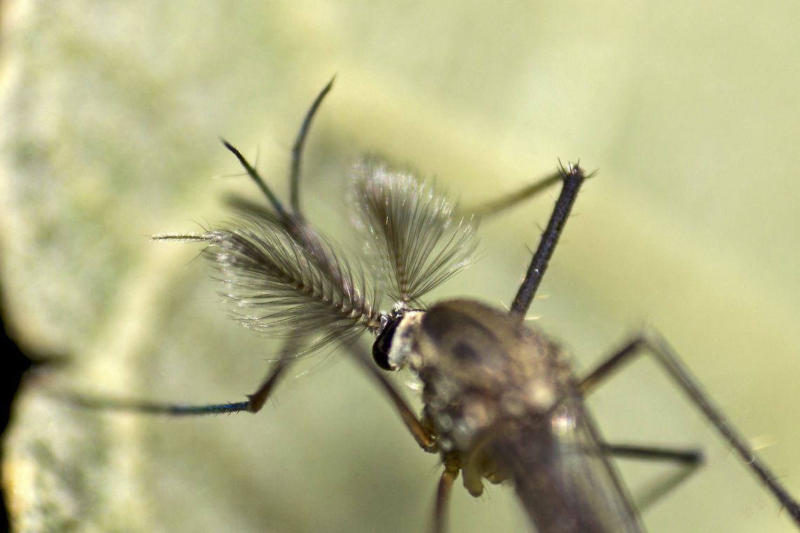 Soft and Wavy Male Anopheles - this closeup is to show the different kind of antennae the male Anopheles mosquitoes grow up with; different from those of a female Anopheles mosquito. Bangalore,Geotagged,India,Summer,anopheles,fly,insect,male,mosquito