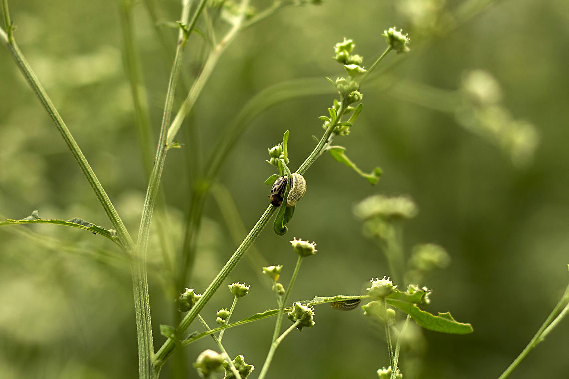 I'm right beside you, brother. "Zygogramma Bicolorata" AKA "Parthenium Beetle" AKA "Mexican Beetle" - is a species of leaf beetle in the subfamily Chrysomelinae, native to Mexico, but introduced to India in 1984 to control Parthenium Hysterophorus (the plant in the picture), a noxious, and an invasive weed. They feed exclusively on Parthenium plants, and this makes the beetle a friendly to humans.<br />
<br />
What makes this image different is that the adult beetle and the larvae can both be found feeding on the plant right next to each other. The larvae feeds for 10 to 15 days on leaves and on maturity enter the soil and pupate below up to 15 cm depth. The adult beetles emerge after eight to 12 days and complete their life cycle in 27 to 32 days. Both the adults and larvae are capable of feeding on the Parthenium leaves thus checking the plant growth and flower production. Immature flowers are cut by the beetles in an effort to chew the soft tissues beneath the flowers. Plants may be completely defoliated at times. Bangalore,Beetle,Fall,Geotagged,India,Mexican Beetle,Parthenium,Parthenium Beetle,Weeds,Zygogramma Bicolorata,Zygogramma bicolorata,bugs