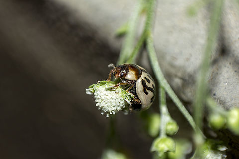 Well, this looks yummy! Here's a close-up image of a Parthenium beetle (Zygogramma bicolorata), about to feed on a pollen of a Parthenium plant (Parthenium hysterophorus). Bangalore,Fall,Geotagged,India,Parthenium beetle,Parthenium hysterophorus,Zygogramma Bicolorata,Zygogramma bicolorata,beetle,bug,plant,weed