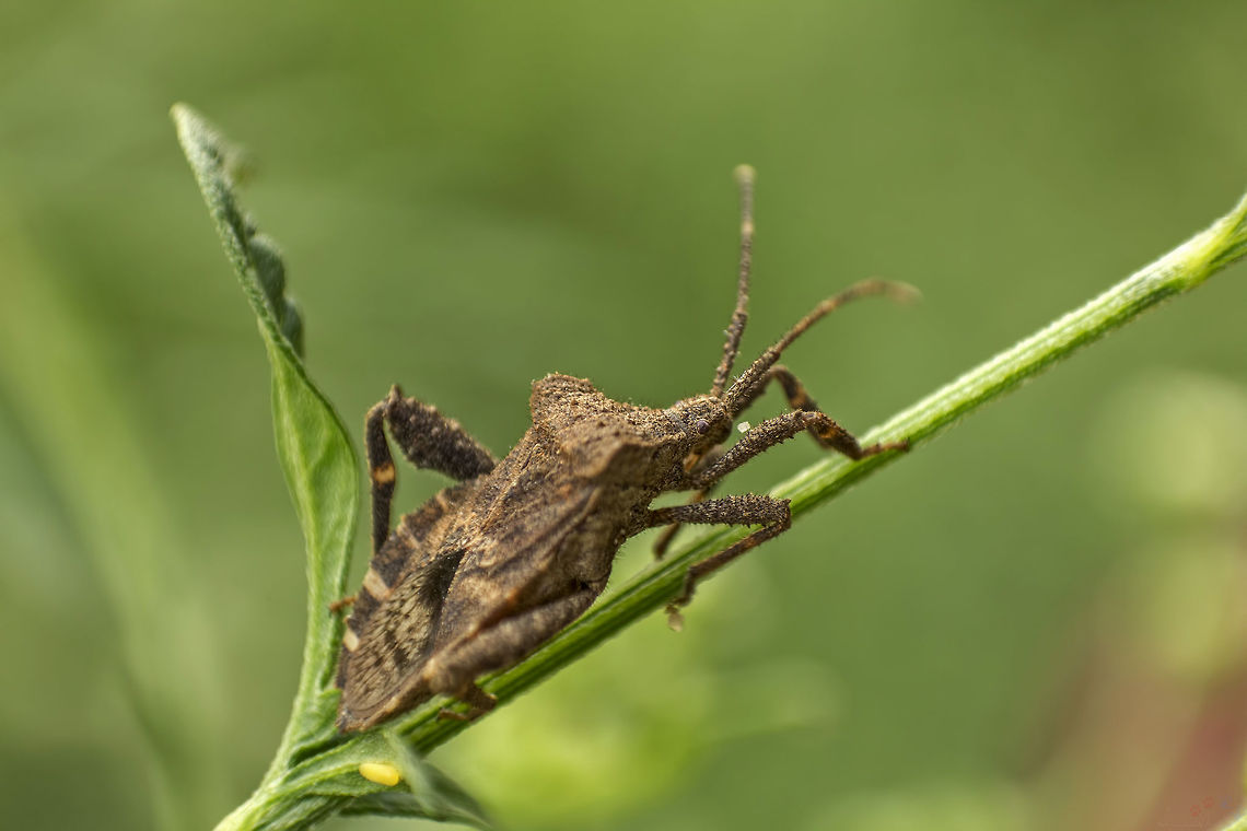 Is this pose ok for you? This should be an Acanthocoris, quite possibly Acanthocoris scaber (Coreinae, Acanthocorini)<br />
Different angle:<br />
<figure class="photo"><a href="https://www.jungledragon.com/image/32840/fading_away.html" title="Fading away"><img src="https://s3.amazonaws.com/media.jungledragon.com/images/1940/32840_thumb.jpg?AWSAccessKeyId=05GMT0V3GWVNE7GGM1R2&Expires=1770854410&Signature=KFTHJuUyEs4s8t0J3PoH906AVvk%3D" width="200" height="134" alt="Fading away This should be an Acanthocoris, quite possibly Acanthocoris scaber (Coreinae, Acanthocorini)<br />
Different angle:<br />
https://www.jungledragon.com/image/32839/is_this_pose_ok_for_you.html Acanthocorini,Acanthocoris,Bangalore,Coreidae,Coreinae,Coreoidea,Fall,Geotagged,Heteroptera,India,Leatherbug,Squashbug,true bug" /></a></figure> Acanthocorini,Acanthocoris,Bangalore,Coreidae,Coreinae,Coreoidea,Fall,Geotagged,Heteroptera,India,Leatherbug,Squashbug,true bug