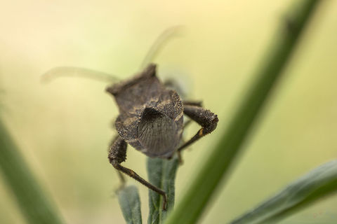 Fading away This should be an Acanthocoris, quite possibly Acanthocoris scaber (Coreinae, Acanthocorini)
Different angle:
https://www.jungledragon.com/image/32839/is_this_pose_ok_for_you.html Acanthocorini,Acanthocoris,Bangalore,Coreidae,Coreinae,Coreoidea,Fall,Geotagged,Heteroptera,India,Leatherbug,Squashbug,true bug