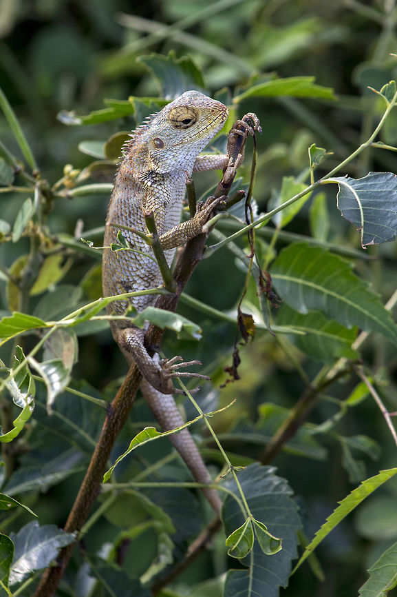 Wait! This is no garden. "Calotes versicolor" AKA "Oriental Garden Lizard" or "Eastern Garden Lizard" - is an agamid lizard found widely distributed in Asia. It has also been introduced in many other parts of the world. Agamid,Bangalore,Calotes versicolor,Eastern Garden Lizard,Fall,Geotagged,India,Oriental Garden Lizard,Oriental Garden Lizard or Changeable Lizard