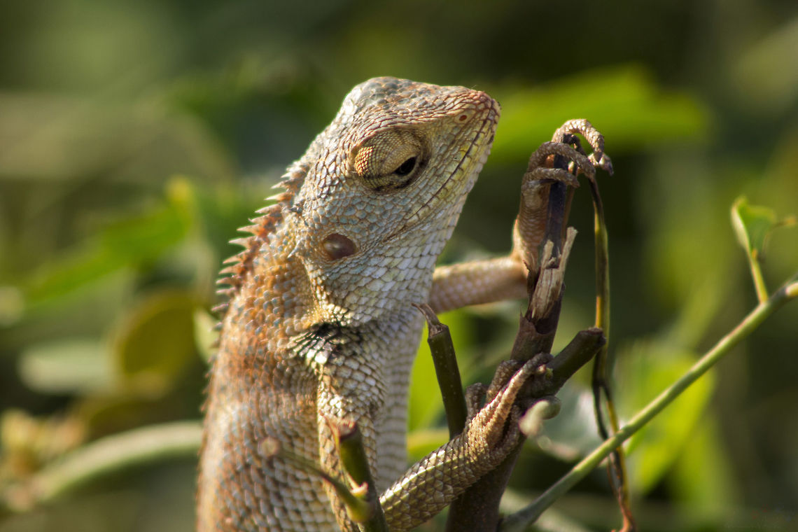 Camera shy A close up of an Oriental garden lizard. Bangalore,Calotes versicolor,Fall,Geotagged,India,Oriental Garden Lizard or Changeable Lizard,Oriental garden lizard,eastern garden lizard