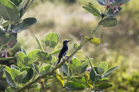 Loten's Sunbird Cinnyris Lotenius - commonly known as "Loten's Sunbird" is endemic to Peninsular India and Sri Lanka. Its long bill distinguishes it from the similar purple sunbird that is found in the same areas and also tends to hover at flowers. Like other sunbirds, it feeds on small insects and builds characteristic hanging nests. The species is named after a colonial Dutch governor of Ceylon, Joan Gideon Loten. Bangalore,Cinnyris Lotenius,Cinnyris lotenius,Fall,Geotagged,India,Loten's Sunbird,Loten's sunbird,Peninsular India,bird,endemic,fly
