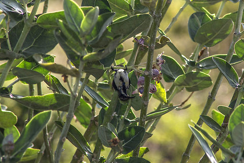 Flipside Loten's sunbirds are usually very swift, and are hyper-active during the day time. Also, they are hard to spot while they aren't air borne because of their dark appearance, especially under shade. Bangalore,Cinnyris lotenius,Fall,Geotagged,India,Karnataka,Loten's sunbird,endemic,long-billed sunbird,peninsular India