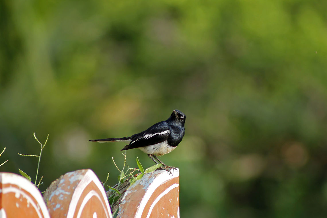 I look better from this angle.. &quot;Copsychus Saularis&quot; - commonly known as Oriental Magpie-Robin is a commonly found passerine bird across the Indian sub-continent and parts of South-East Asia that are known to live in both, urban gardens and in forests.<br />
<br />
They are well known for their songs they sing and people used them as pets earlier. It is easy to identify their gender because the male develops black hair on its chest while the female develops grey hair. The bird in the picture is a Male.<br />
<br />
I clicked this picture when I had been to a village recently, which is about 120 Kms away from Bengaluru. We can find many such beautiful birds in rural areas than in urban locations.<br />
<br />
Read more here:<br />
<a href="https://en.wikipedia.org/wiki/Oriental_magpie-robin" rel="nofollow">https://en.wikipedia.org/wiki/Oriental_magpie-robin</a> Asia,Birds,Copsychus saularis,Geotagged,India,Oriental Magpie-Robin,Singing,South India,Summer,feathers,passerine