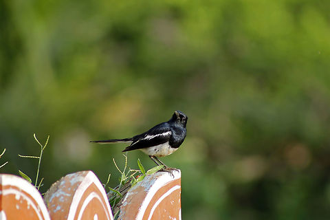 I look better from this angle.. "Copsychus Saularis" - commonly known as Oriental Magpie-Robin is a commonly found passerine bird across the Indian sub-continent and parts of South-East Asia that are known to live in both, urban gardens and in forests.

They are well known for their songs they sing and people used them as pets earlier. It is easy to identify their gender because the male develops black hair on its chest while the female develops grey hair. The bird in the picture is a Male.

I clicked this picture when I had been to a village recently, which is about 120 Kms away from Bengaluru. We can find many such beautiful birds in rural areas than in urban locations.

Read more here:
https://en.wikipedia.org/wiki/Oriental_magpie-robin Asia,Birds,Copsychus saularis,Geotagged,India,Oriental Magpie-Robin,Singing,South India,Summer,feathers,passerine