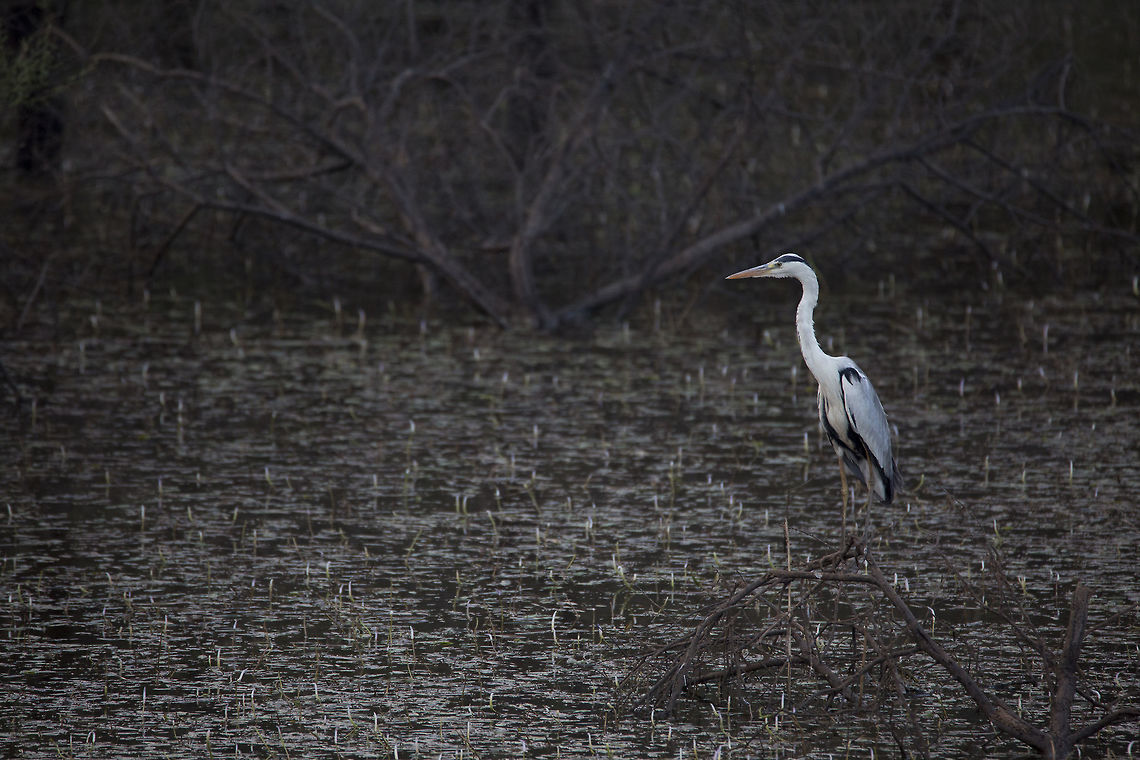 Grey Heron (Ardea Cinerea) As the sunlight was dimming on our side of the planet, I was on a lookout for any winged beauties around me and as I reached the lake in the picture, there it was, standing like a twig in white, black and what appeared to be blue shades on its wings at a safe distance. This was the best my 600 mm lens could reach to capture this beautiful predatory wading bird from the Heron family that looks very relaxed. Ardea cinerea,Geotagged,Grey heron,Hesaraghatta,India,Winter,bengaluru,grey heron,karnataka
