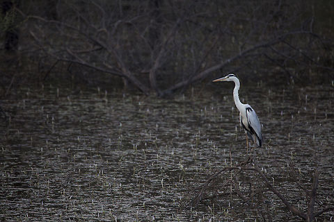 Grey Heron (Ardea Cinerea) As the sunlight was dimming on our side of the planet, I was on a lookout for any winged beauties around me and as I reached the lake in the picture, there it was, standing like a twig in white, black and what appeared to be blue shades on its wings at a safe distance. This was the best my 600 mm lens could reach to capture this beautiful predatory wading bird from the Heron family that looks very relaxed. Ardea cinerea,Geotagged,Grey heron,Hesaraghatta,India,Winter,bengaluru,grey heron,karnataka