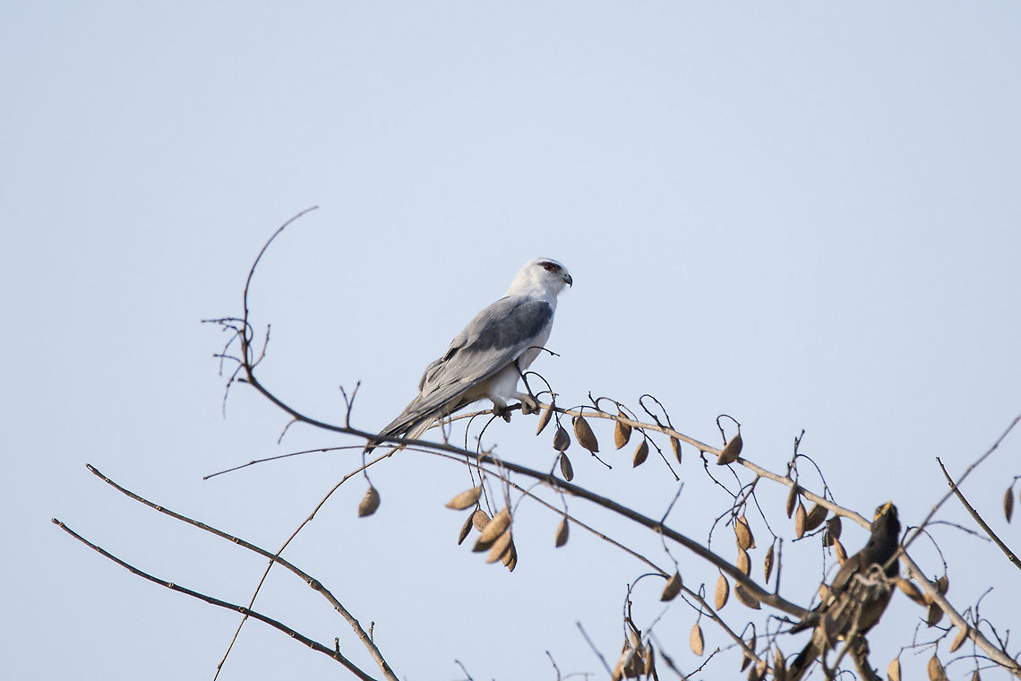 Black Shouldered Kite (Elanus Axillaris) This beautiful bird can be easily confused with Shikra if not taken a closer look. It belongs to a common species of Kite and the conversation status is Least Concerned. They hunt smaller prey such as rodents and are diurnal. Although a common Kite species, they are not as commonly seen in the urban locations.<br />
<br />
On the bottom, right hand side of picture, we can see a Myna resting. Bengaluru,Black Shouldered Kite,Black-shouldered Kite,Elanus axillaris,Geotagged,Hesaraghatta,India,Karnataka,Winter,diurnal