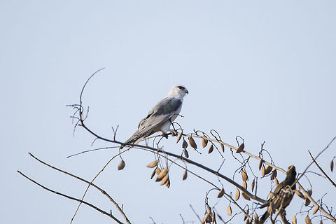 Black Shouldered Kite (Elanus Axillaris) This beautiful bird can be easily confused with Shikra if not taken a closer look. It belongs to a common species of Kite and the conversation status is Least Concerned. They hunt smaller prey such as rodents and are diurnal. Although a common Kite species, they are not as commonly seen in the urban locations.

On the bottom, right hand side of picture, we can see a Myna resting. Bengaluru,Black Shouldered Kite,Black-shouldered Kite,Elanus axillaris,Geotagged,Hesaraghatta,India,Karnataka,Winter,diurnal