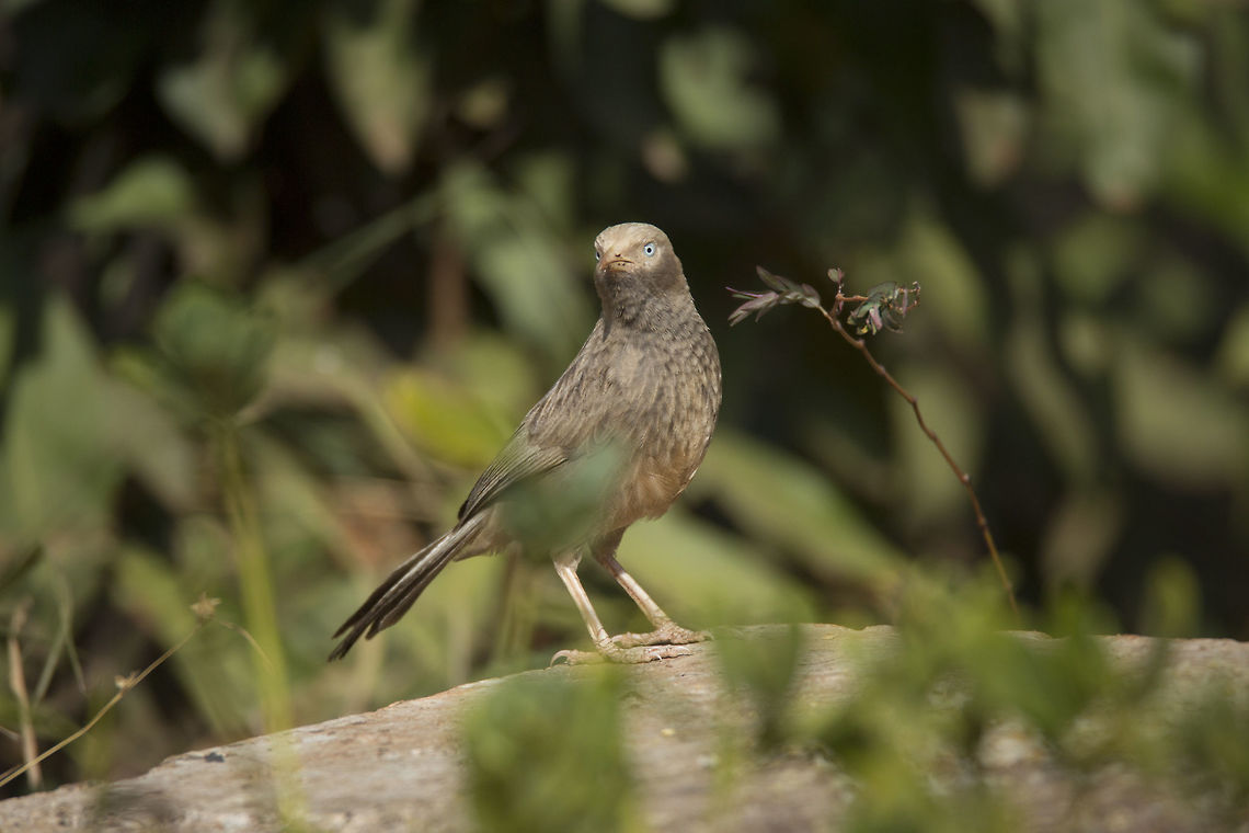 Jungle Babbler (Turdoides Striata) This bird in the picture was among a flock of 5 - 6 Babblers that flew down to the ground one after the other and I managed to click a couple of decent pictures of this little bird while it was busy looking after its back while trying to find food.<br />
<br />
Jungle Babblers are gregarious birds that forage in small groups of six to ten birds, a habit that has given them the popular name of &quot;Seven Sisters&quot; in urban Northern India, and Saath bhai (seven brothers) in Bengali with cognates in other regional languages which also mean &quot;seven brothers&quot;.<br />
<br />
There is no way one would return home without a decent picture of a Jungle Babbler on their photography trail to Hesaraghatta. The location is a photographer&#039;s delight. Bengaluru,Geotagged,Hesaraghatta,India,Jungle Babbler,Turdoides Striata,Turdoides striata,Winter,karnataka