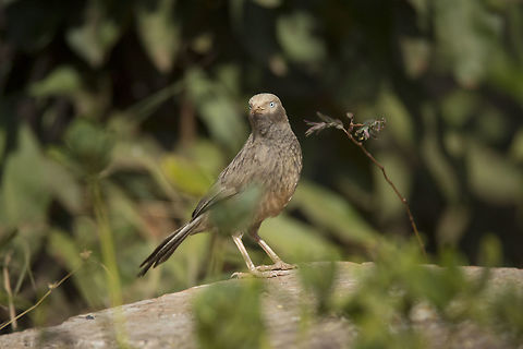 Jungle Babbler (Turdoides Striata) This bird in the picture was among a flock of 5 - 6 Babblers that flew down to the ground one after the other and I managed to click a couple of decent pictures of this little bird while it was busy looking after its back while trying to find food.

Jungle Babblers are gregarious birds that forage in small groups of six to ten birds, a habit that has given them the popular name of "Seven Sisters" in urban Northern India, and Saath bhai (seven brothers) in Bengali with cognates in other regional languages which also mean "seven brothers".

There is no way one would return home without a decent picture of a Jungle Babbler on their photography trail to Hesaraghatta. The location is a photographer's delight. Bengaluru,Geotagged,Hesaraghatta,India,Jungle Babbler,Turdoides Striata,Turdoides striata,Winter,karnataka