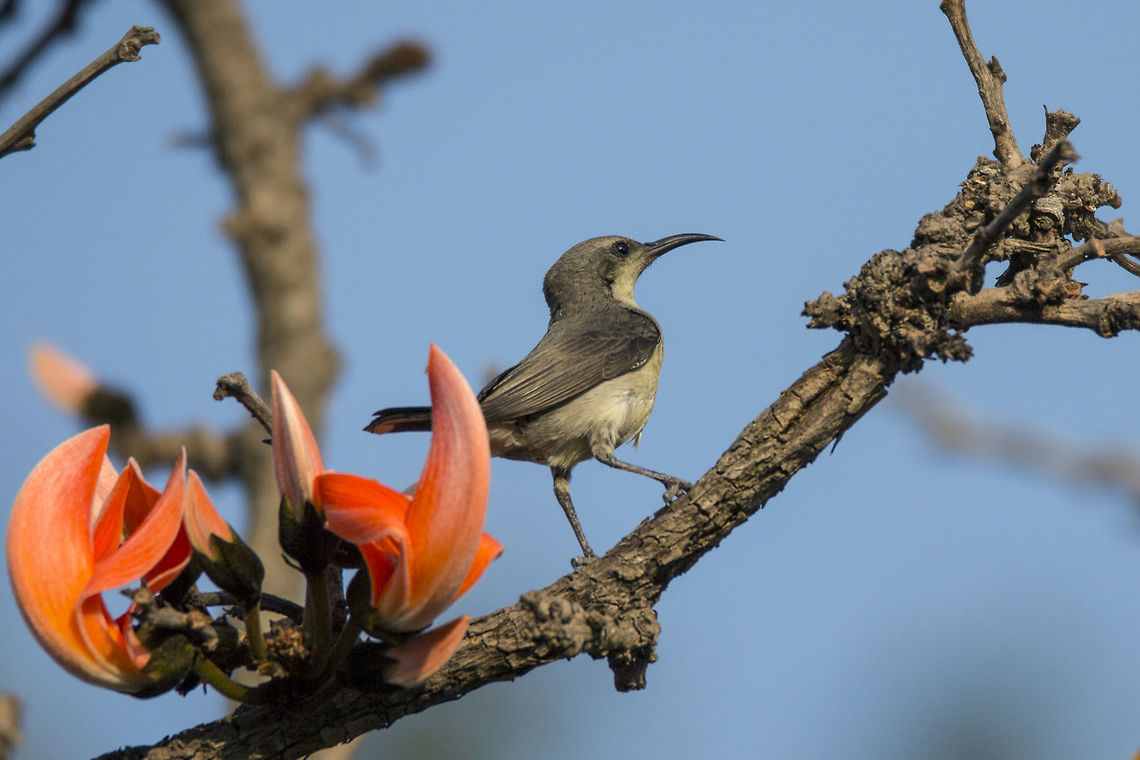 Purple Rumped Sunbird (female) The purple-rumped sunbird (Leptocoma zeylonica) is a sunbird endemic to the Indian Subcontinent. Like other sunbirds, they are small in size, feeding mainly on nectar but sometimes take insects, particularly when feeding young. They can hover for short durations but usually perch to suck nectar from flowers.<br />
<br />
This bird came moments after a male Purple-rumped Sunbird left the spot and started feeding on the nectar of the flowers in the picture for quite a long time. I got to click some decent images of the bird while it was busy having its food. Bengaluru,Geotagged,Hesaraghatta,India,Leptocoma zeylonica,Purple-rumped sunbird,Winter