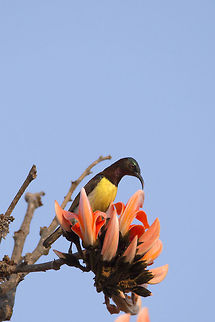 Purple-rumped Sunbird (Male) The purple-rumped sunbird (Leptocoma zeylonica) is a sunbird endemic to the Indian Subcontinent. Like other sunbirds, they are small in size, feeding mainly on nectar but sometimes take insects, particularly when feeding young. They can hover for short durations but usually perch to suck nectar from flowers. Bengaluru,Geotagged,Hesaraghatta,India,Karnataka,Leptocoma zeylonica,Purple-rumped Sunbird,Purple-rumped sunbird,Winter