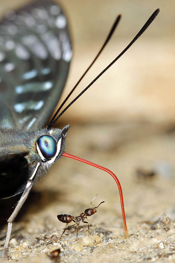 How i get this red candy Butterflies are doing mud puddling on wet patches in forest,stream are.<br />
constable is one of the beutiful butterflies found in north-east India  Constable,Dichorragia nesimachus,ant,blue,constable,red