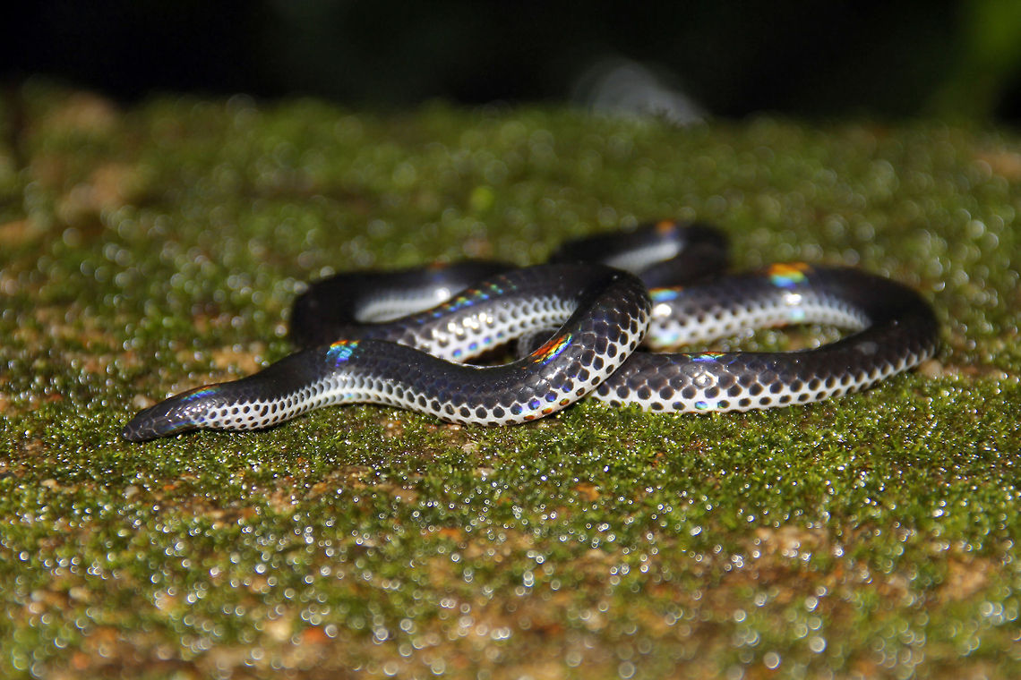 Pide_belly_shield_tail_snake Pide belly shield tail snake is found in western ghat, found only in monsoon. India,Melanophidium punctatum,blue,shield,snake,tail,western ghat