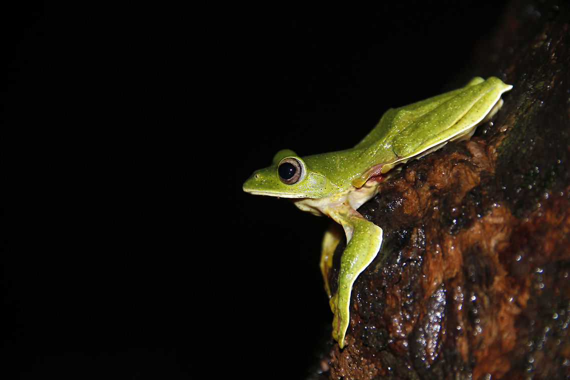 Malabar_Gliding_frog_ Malabar gliding frog is found  in western ghat. This frog has a body length of about 10 cm (4 in), making it one of the largest moss frogs. Males are smaller than females. Its back skin is finely granulated and the color is vivid green without markings, distinguishing it from the otherwise quite similar R. pseudomalabaricus, which has a black-marbled back and was long included in the present species. In preserved specimens, the back turns purplish blue. The belly is more coarsely granulated &ndash; particularly under the thighs &ndash; and pale yellow. There are skin fringes between and along the long limbs, and a triangular skin extension at the heel. The webbing between fingers and toes is large and orange-red.  Frog,Geotagged,Gliding,Green,India,Malabar,Malabar gliding frog,Monsoon,Rhacophorus malabaricus,western ghat