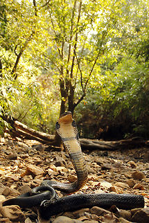 King_Cobra  Geotagged,Habitat shot,India,King,King cobra,Ophiophagus hannah,western ghats