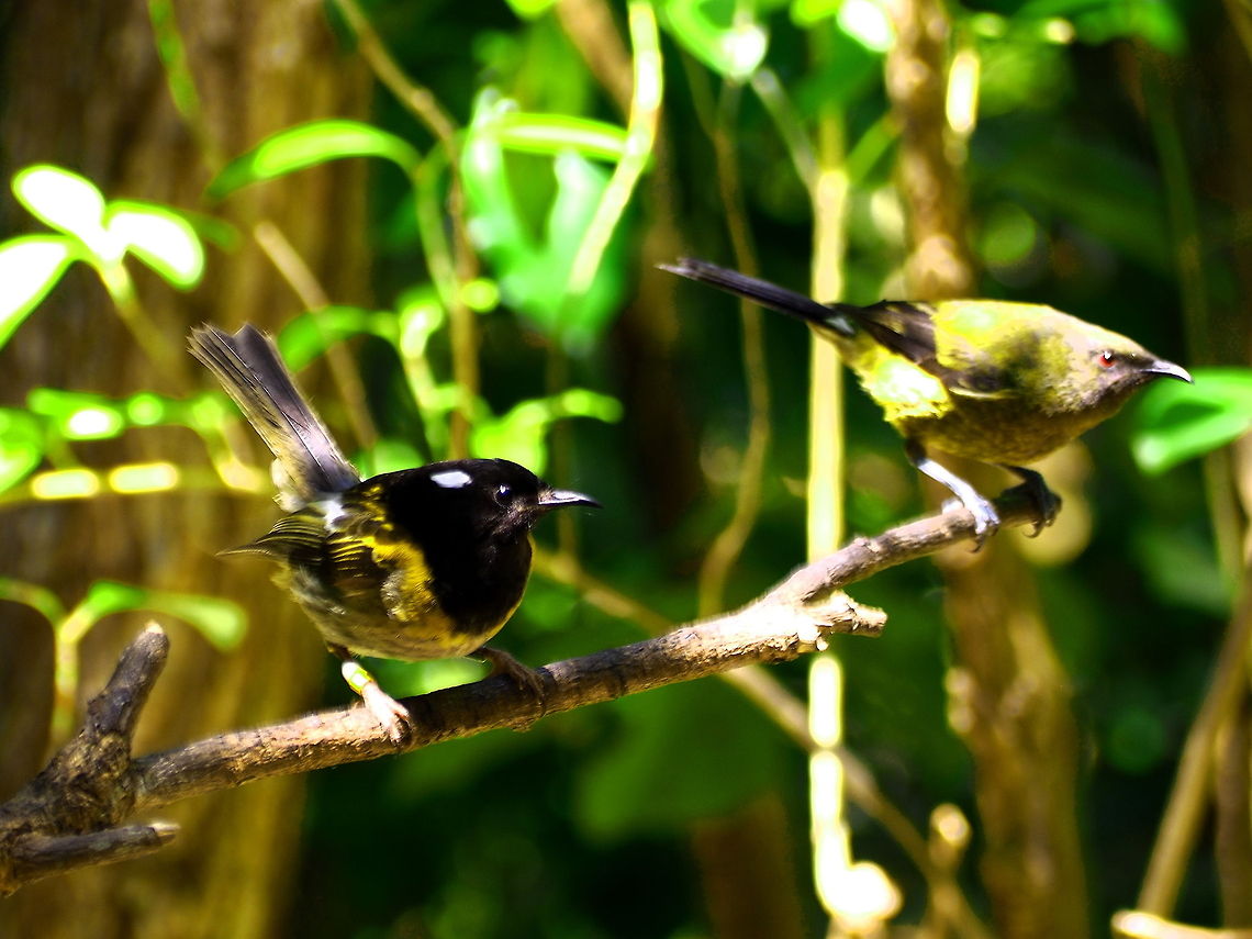 Stitchbird and bellbird A rare moment of truce between two aggressive honey eaters. New Zealand,North Island,Notiomystis cincta,Stitchbird,Tiritiri Matangi