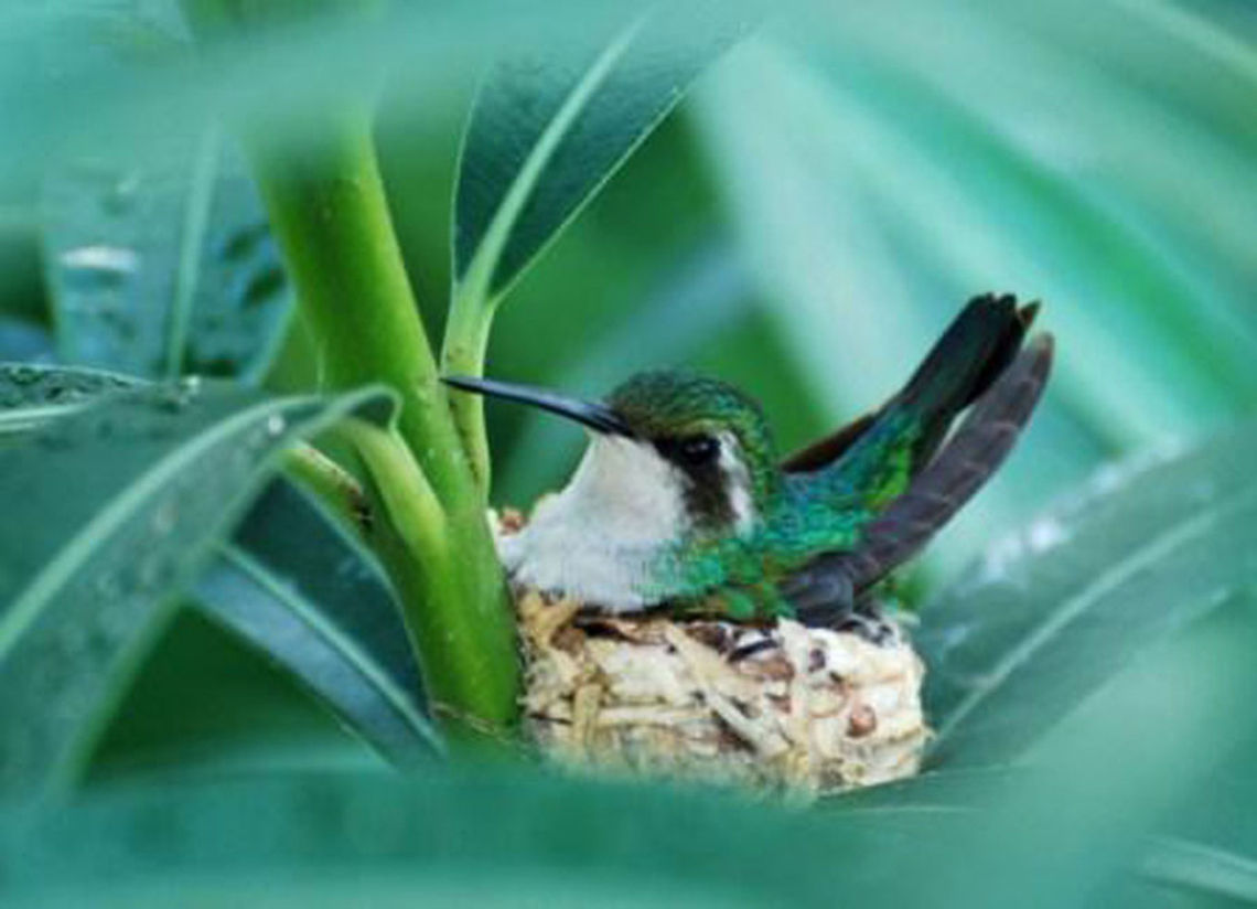 Hummingbird On the Island of Curacao in the Carribean. Suddenly I discovered her. The nest is not more than a tennisball. Blue-tailed emerald,Carribean,Chlorostilbon mellisugus,Hummingbird