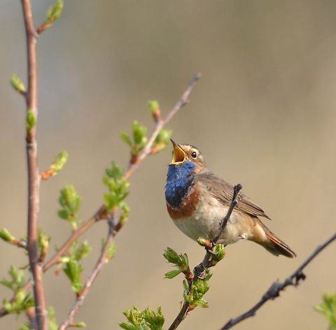 Bluethroat On the Island of Texel in the Netherlands Bluethroat,Geotagged,Luscinia svecica,The Netherlands
