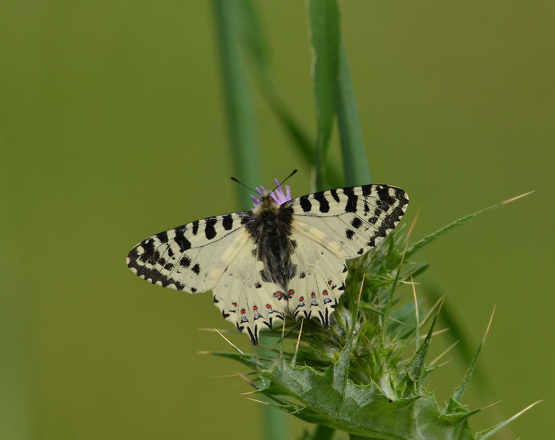 Eastern pipe flower butterfly On the Island of Lesbos (Greece). Allancastria cerisyi,Geotagged,Greece