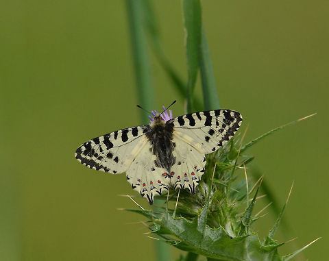 Eastern pipe flower butterfly On the Island of Lesbos (Greece). Allancastria cerisyi,Geotagged,Greece