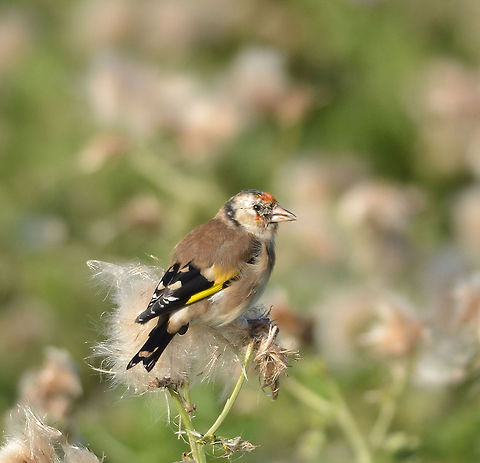 Carduelis carduelis  Carduelis carduelis,European Goldfinch,Geotagged,The Netherlands