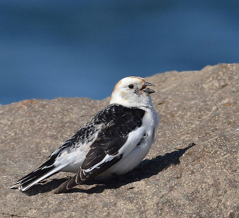 Snow Bunting  Geotagged,Iceland,Plectrophenax nivalis,Snow bunting