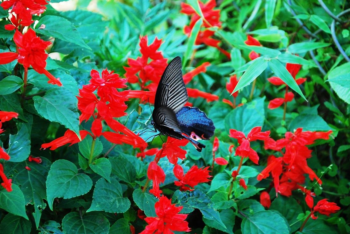 Swallowtail ? I saw this beautiful butterfly in the mountains of Bhutan. But I can&#039;t find the name.  Bhutan,Papilio protenor,Spangle,butterfly