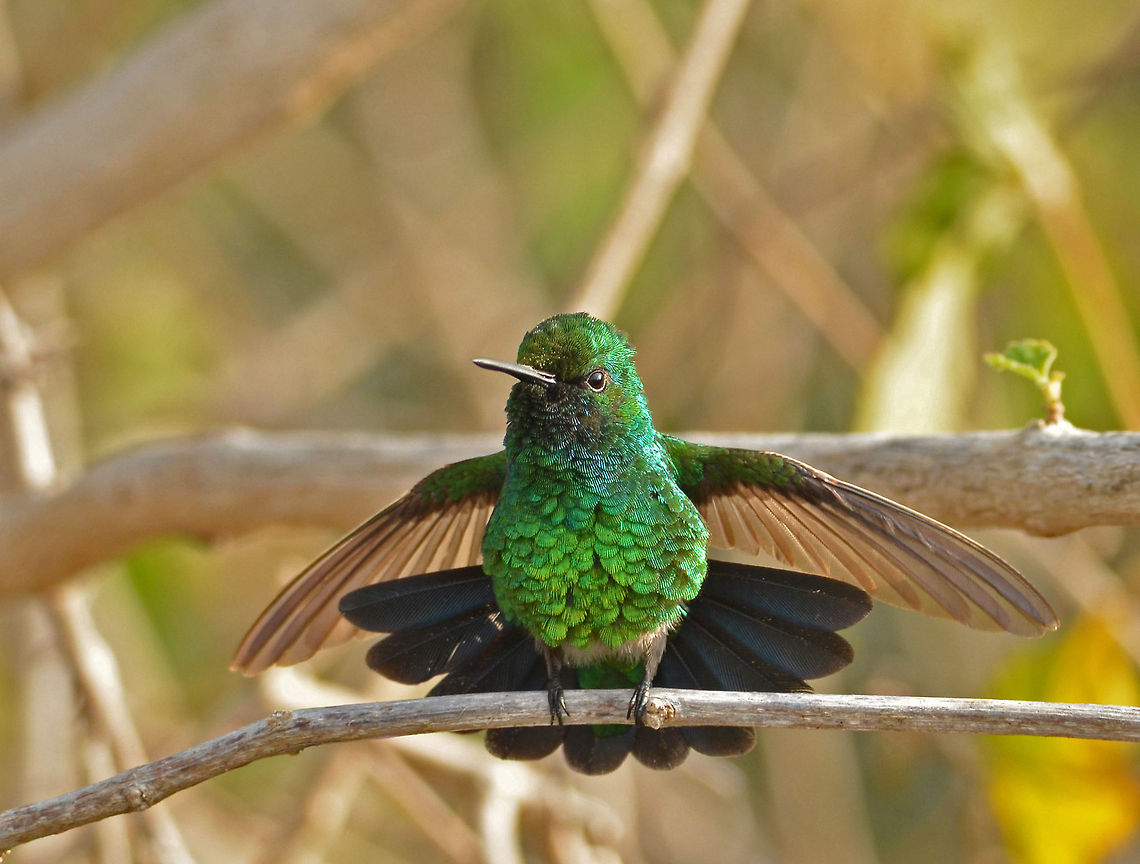 Blue tailed emerald