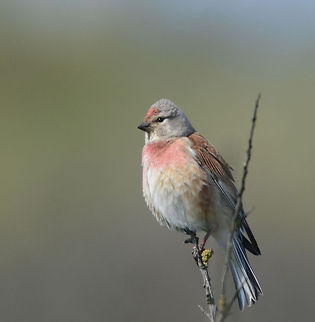 Common Linnet  Carduelis cannabina,Common Linnet,Geotagged,Texel,The Netherlands