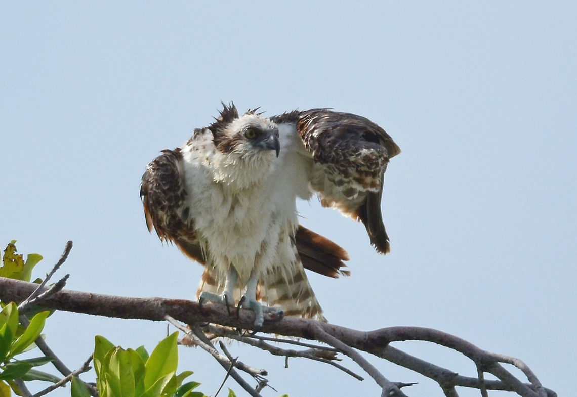 Western Osprey  Bonaire Sint Eustatius and Saba,Geotagged,Osprey,Pandion haliaetus,Western Osprey