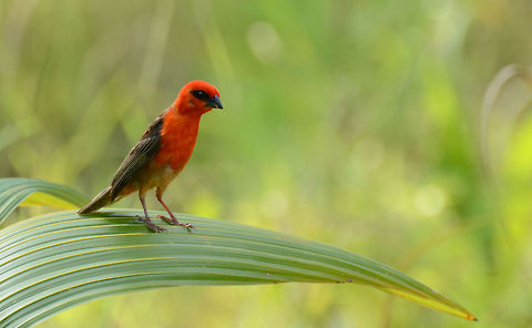 Male Madagascan Red Fody  Foudia madagascariensis,Madagascar,Red Fody