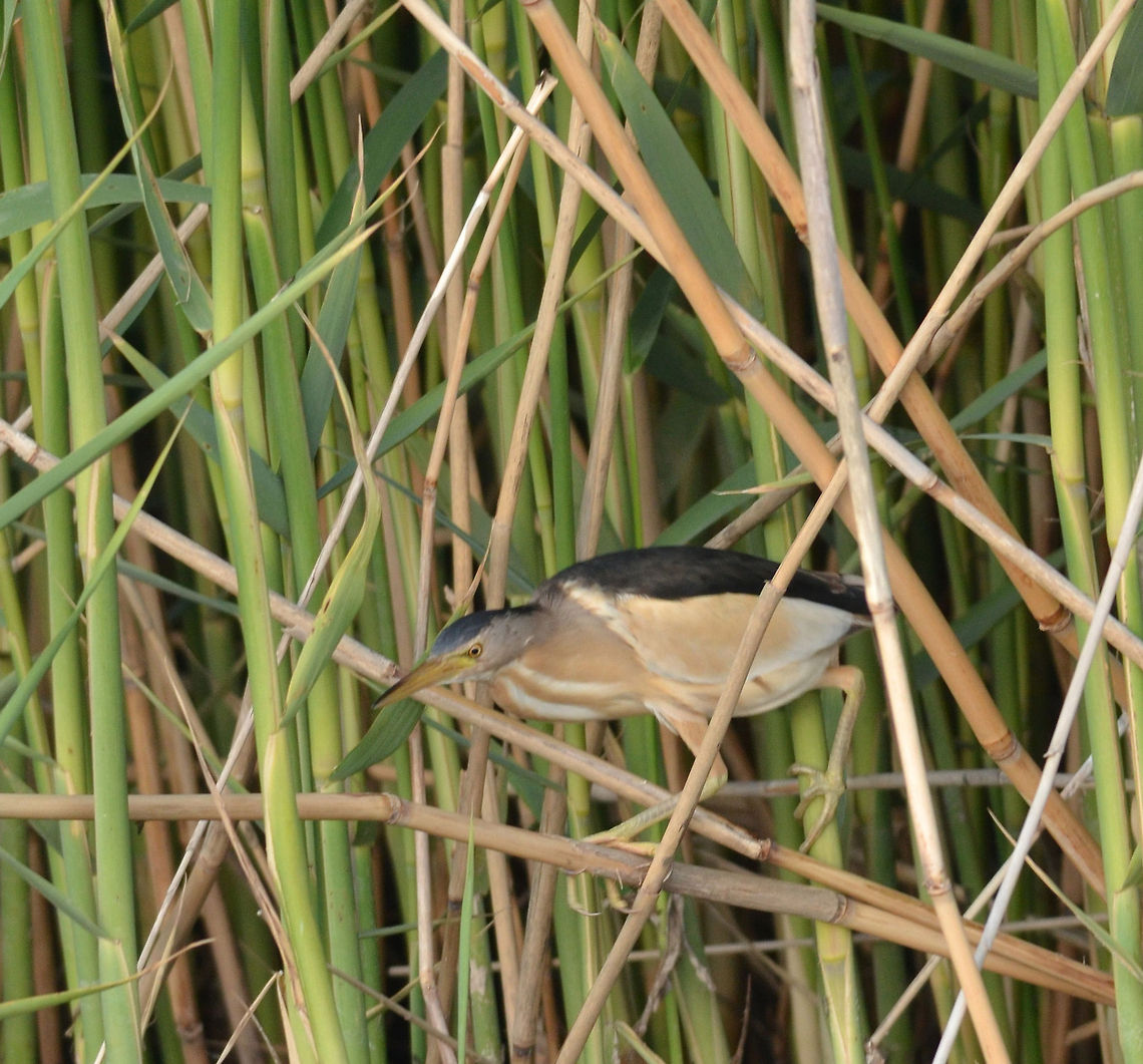 Little Bittern  Greece,Ixobrychus minutus,Little Bittern