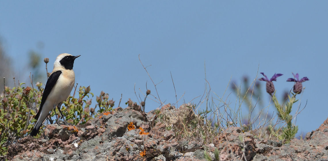 Eastern Black-eared Wheatear  Eastern black-eared wheatear,Geotagged,Greece,Oenanthe melanoleuca