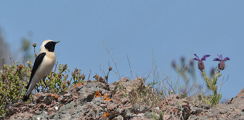Eastern black-eared wheatear