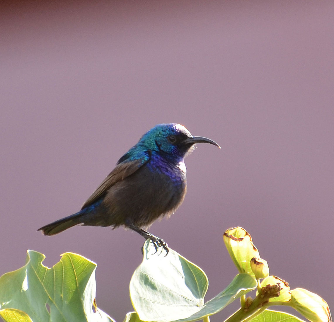 Palestine Sunbird  Cinnyris osea,Cinnyris oseus,Geotagged,Jordan,Palestine Sunbird,Palestine sunbird