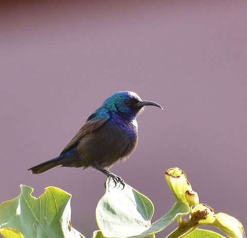 Palestine Sunbird  Cinnyris osea,Cinnyris oseus,Geotagged,Jordan,Palestine Sunbird,Palestine sunbird