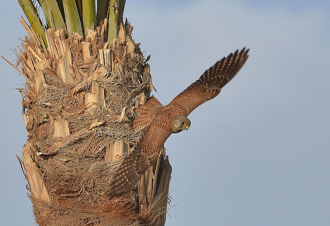 Common Kestrel  Common Kestrel,Egypt,Falco tinnunculus,Geotagged