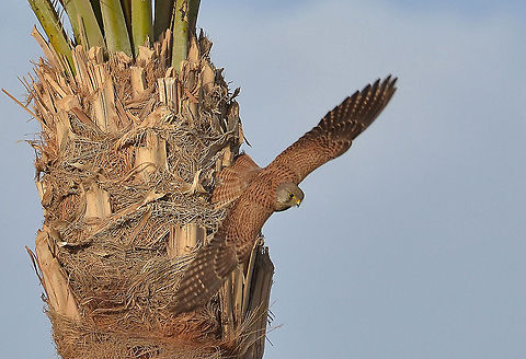 Common Kestrel  Common Kestrel,Egypt,Falco tinnunculus,Geotagged