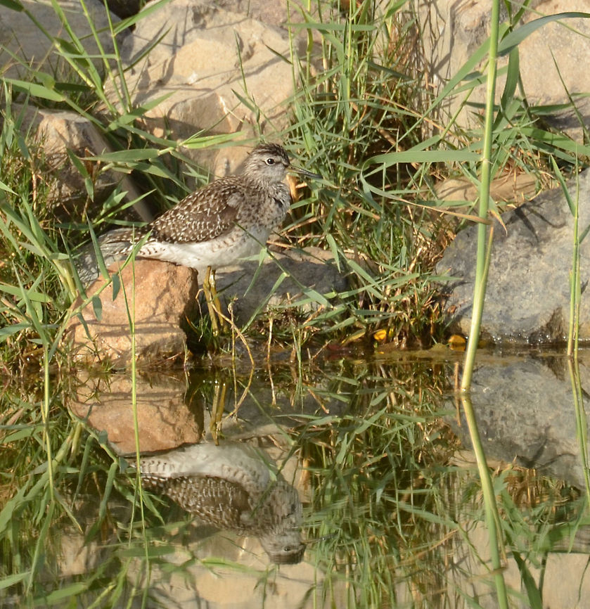 Common Greenshank  Egypt,Geotagged,Greenshank,Tringa nebularia